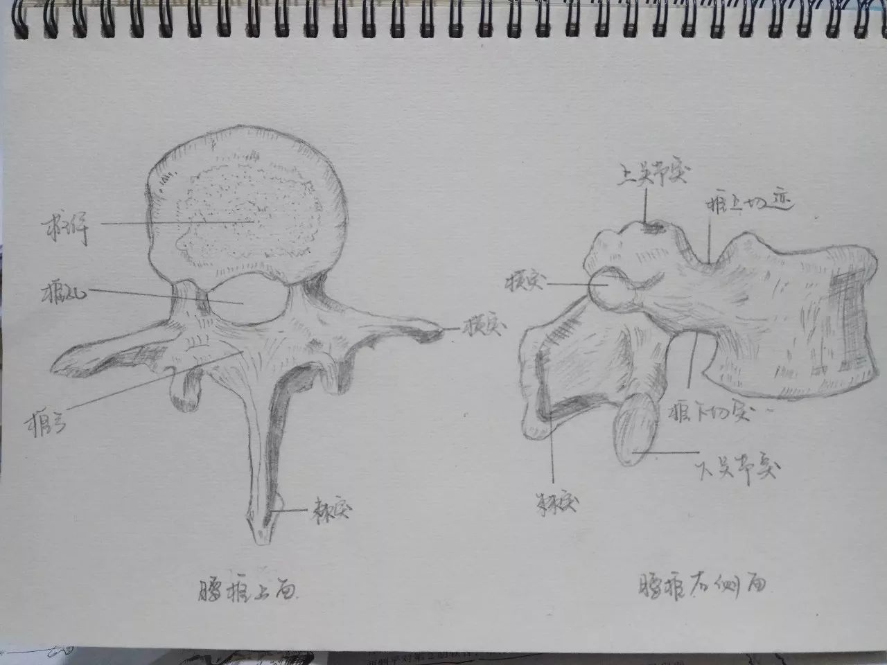 解剖学被老师罚绘画补习,她居然靠手绘一举成名