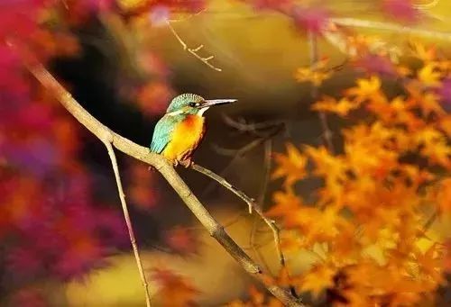 在秋天描写鸟