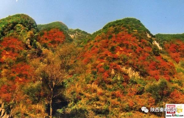 由峪口往里走,顺着山路弯曲前行,五六分钟就来到抱龙峪村.