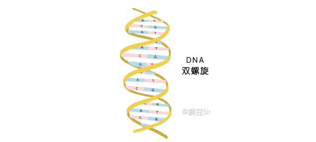 一个核苷酸的磷酸基团和 另一个核苷酸的脱氧核糖可以连接 两条dna