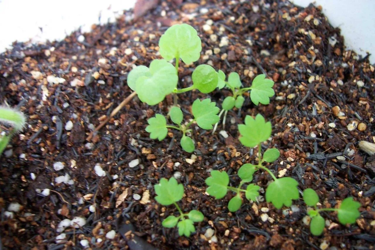 如何在花盆里种植草莓