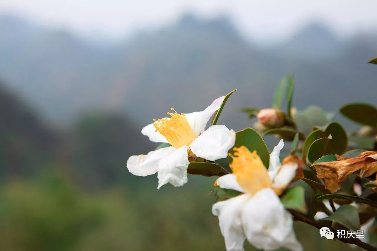 没有哪里的秋天,比积庆里油茶山来得更猛烈而壮阔,更素净而奔放,更