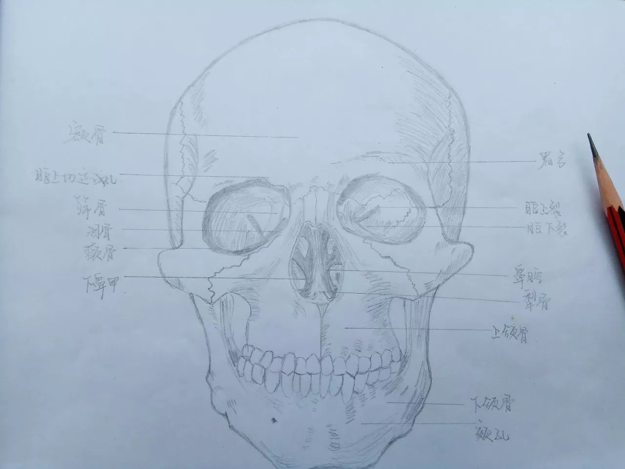 解剖学被老师罚绘画补习,她居然靠手绘一举成名