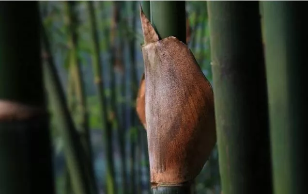 笋壳包茶饼,你会玩吗【附包茶饼视频】