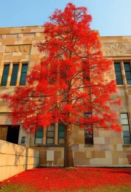 逐梦旅程丨悉尼大学蓝花楹火焰树又是一年春归处