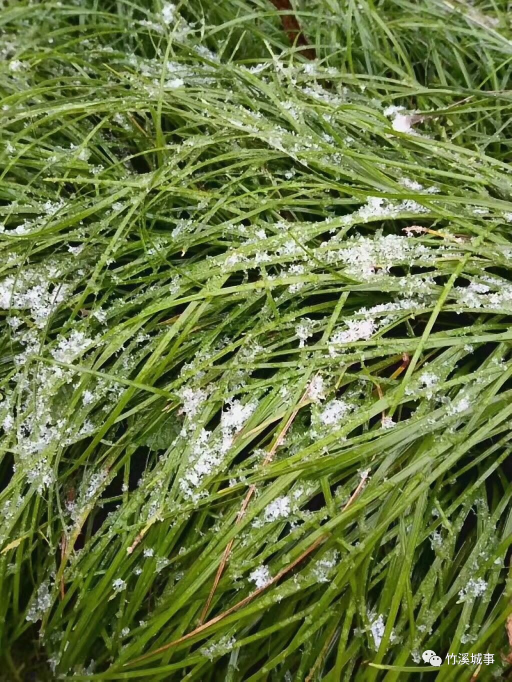 下午,小编翻看朋友圈,天呐!竹溪南部山区竟然下起了雪米子!