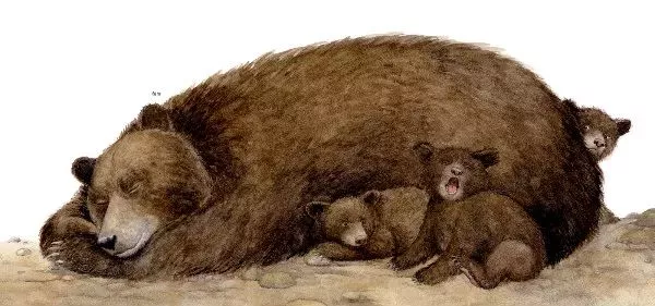 獾在自己的洞里过冬,而浣熊则选择躲在树上.