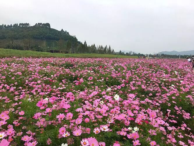 周边12处花海太给力 让你置身在明媚的春天里