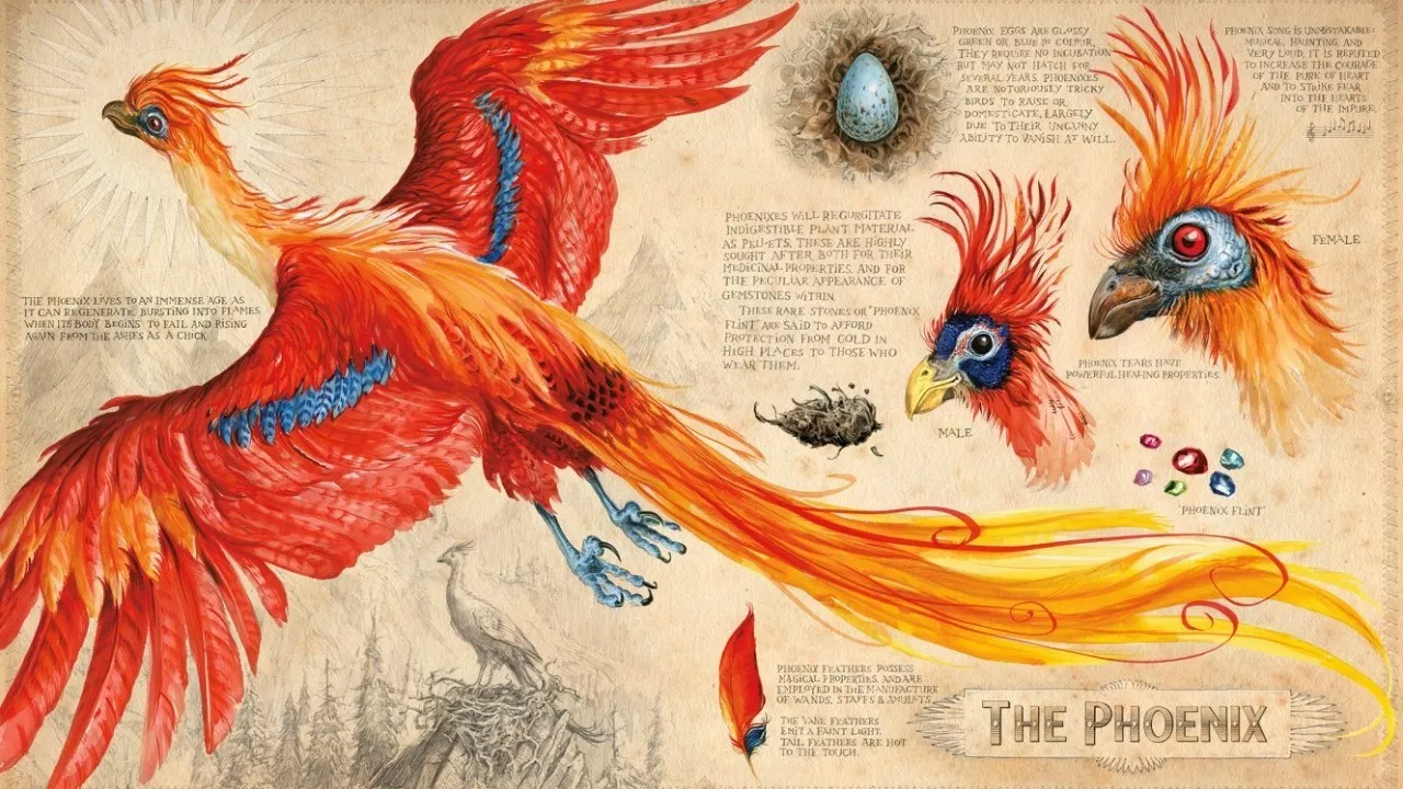 插画版哈利波特,展览的海报采用的就是jim的插画作品之一,火凤凰
