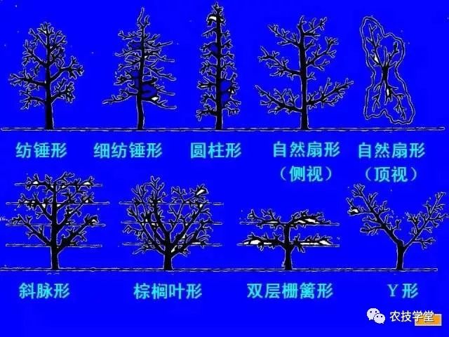 苹果原产国之一,栽培历史悠久,但是在苹果树形结构的研究上发展缓慢