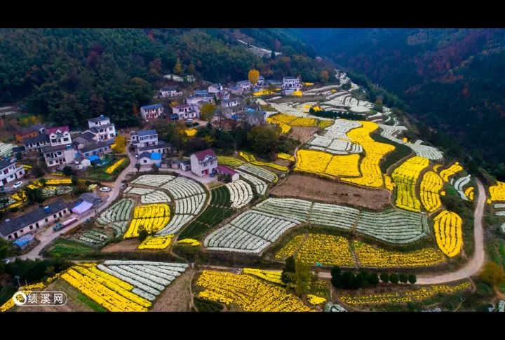 近日,绩溪长安镇万亩菊花争相开放,吸引了大批游客前来赏菊留影.