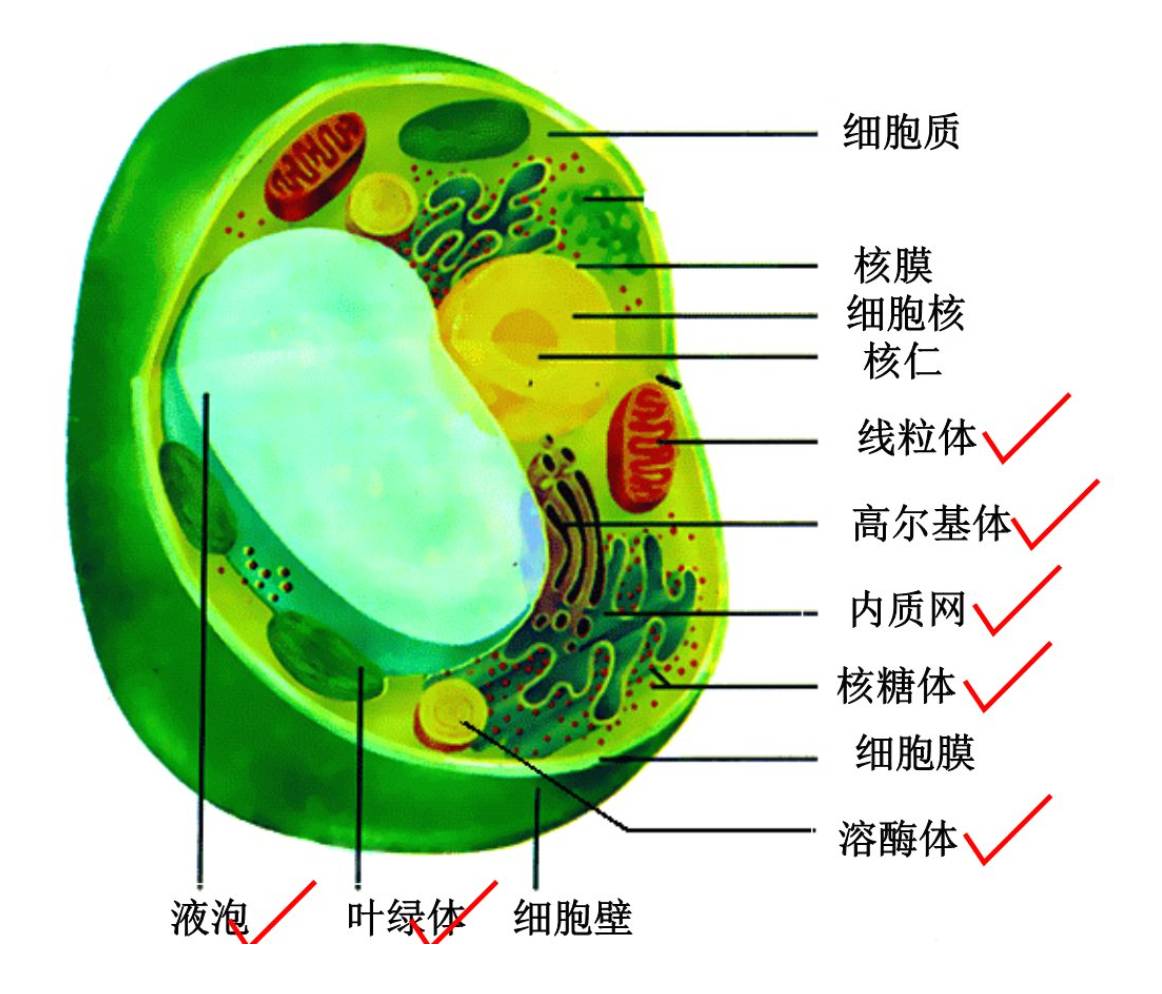 植物细胞融合依据的生物学原理是什么