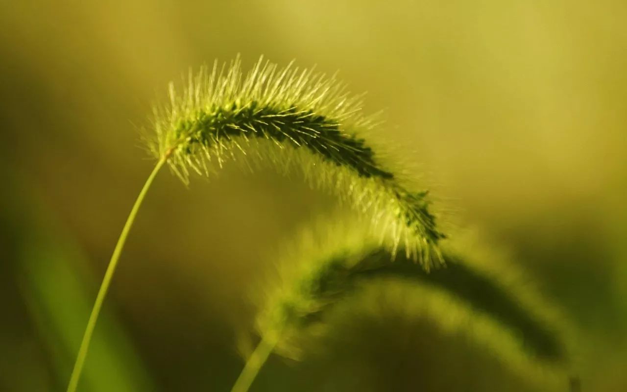 早安心语: 一根稻草的启示