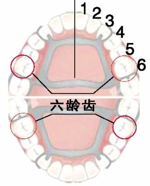 这个年龄段,请对你的牙好一点