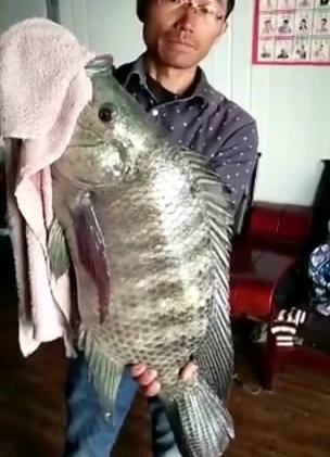现在的罗非鱼记录是在福建,有人在水库,打起一条33斤的巨型罗非鱼王