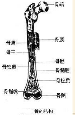 骨密质分布于骨的表面,其质地致密,抗压抗扭曲性非常强.