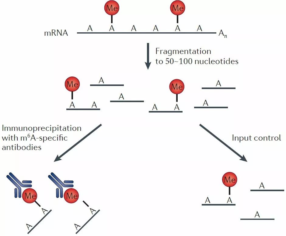 m6a甲基化富集建库流程示意图 fu y et al(2014 nature