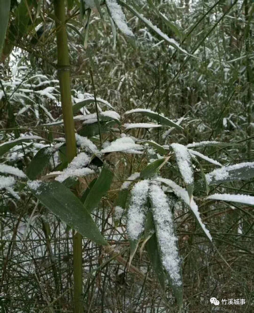 泉溪的雪米子(图/周大亨汪正丽)