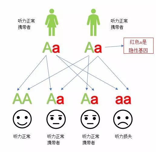 常染色体显性遗传常染色体显性遗传性耳聋约占遗传性耳聋的15.