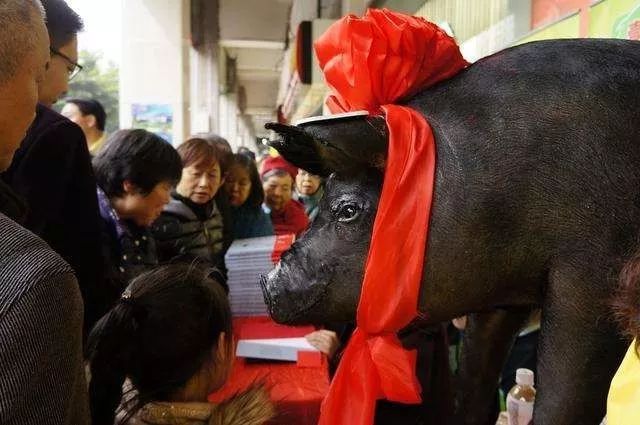 (北大中文系毕业的陆步轩"壹号土猪")