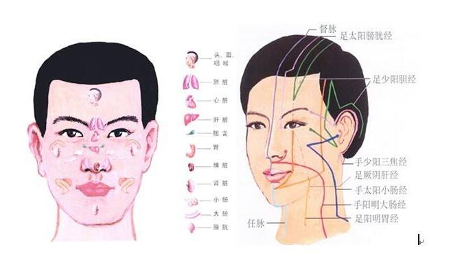 ( 六 ) 面部经络概论