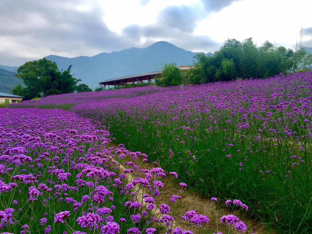 春舞枝花世界,打造唯美花海小镇