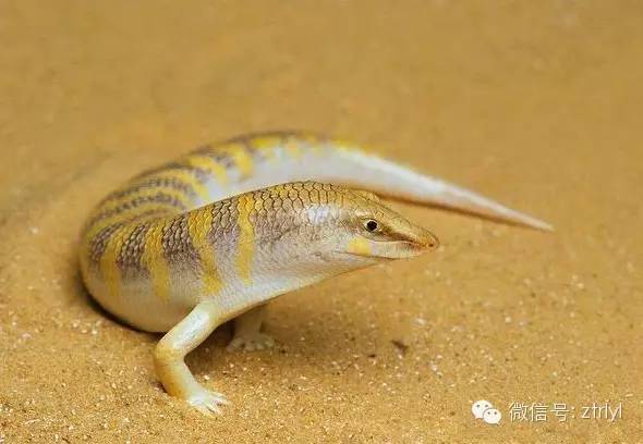 沙石龙子,又称雷鱼游蜥,砂鱼蜥,分布从非洲西海岸的沙漠,经过撒哈拉