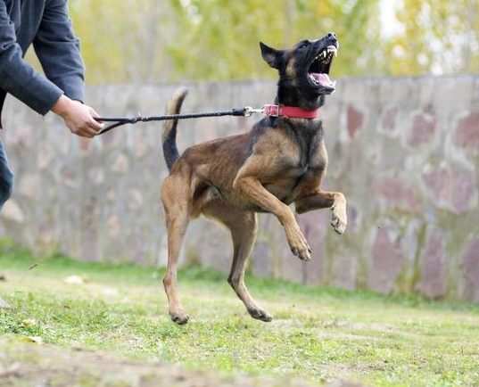 家有捣蛋鬼 了解马犬爱咬家具的四大原因