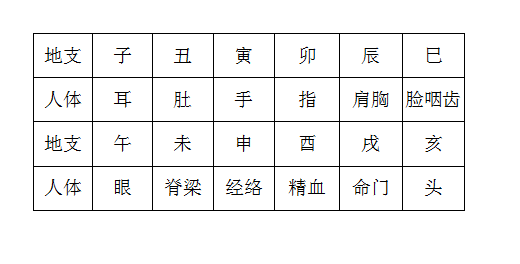 十二地支配脏腑表