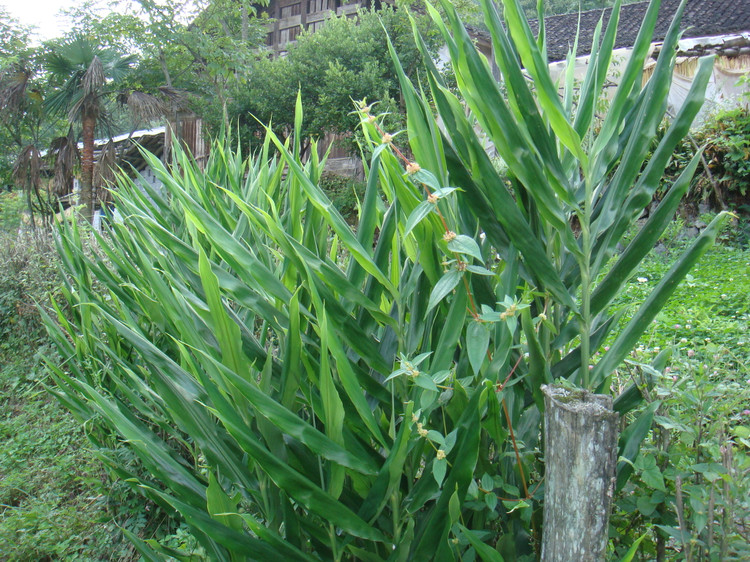 叶子和生姜特别相似,阳荷属野姜科多年生草本植物,是一种营养价值很高