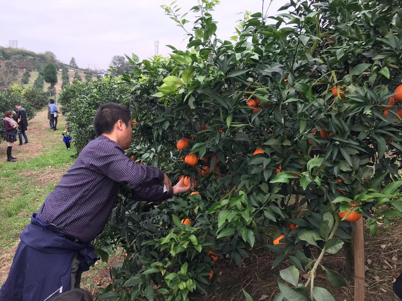 内江市中区各乡镇GDP_内江市中区住建局李红