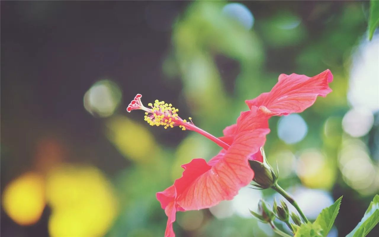 扶桑 一朵只活一天的花 月の花