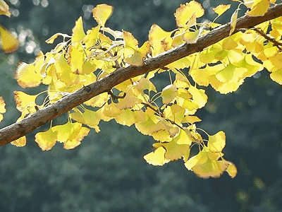 风儿一吹,金黄色的叶子慢慢往下飘,味道特别好.