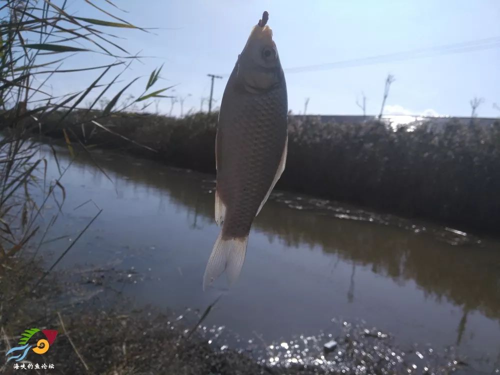 小河沟野钓小鲫爽歪歪