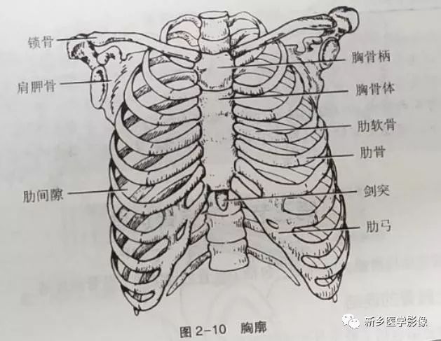 解剖小课堂:躯干骨及颅骨的连接