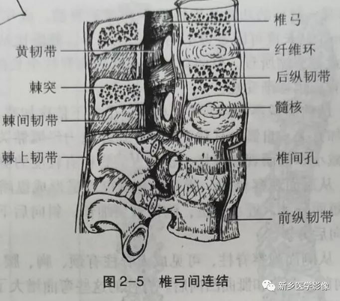 解剖小课堂躯干骨及颅骨的连接