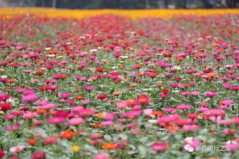 周边12处花海太给力 让你置身在明媚的春天里