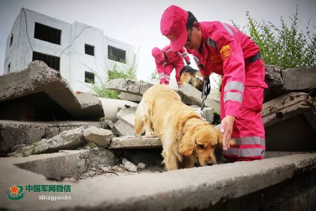 军中"犬王"贾树志的心愿:自己老了去世了,把身体捐给搜救犬事业!