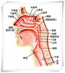 鼻腔部位结构图,来源:百度图片