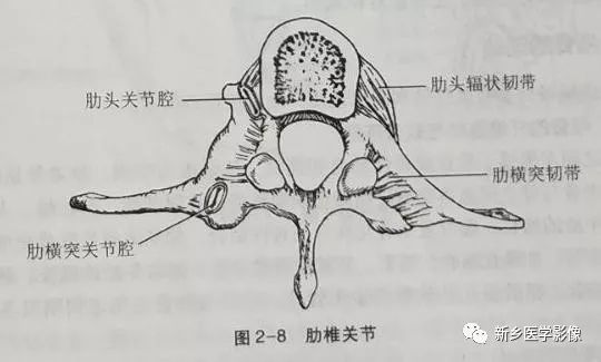 解剖小课堂:躯干骨及颅骨的连接