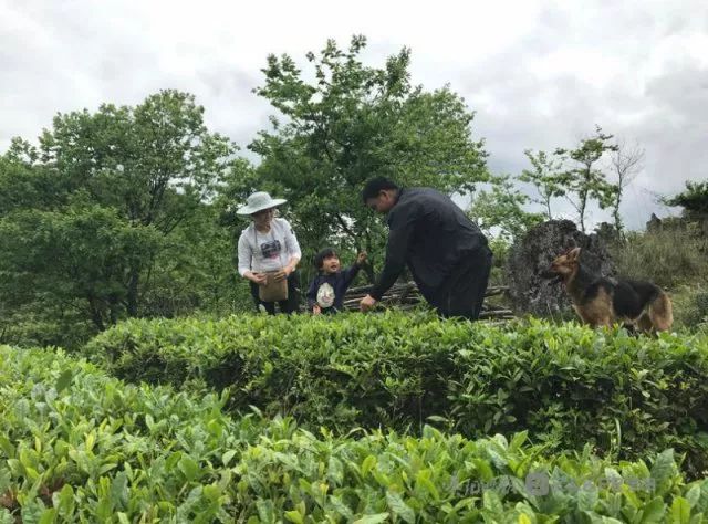 图 官兵和妻儿带着狗在茶园里余庆县关兴镇狮山村,乌江岸边峭壁上的