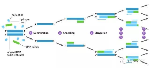 pcr原理是什么_pcr原理示意图