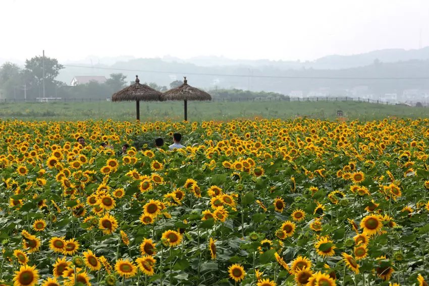 枫林花海