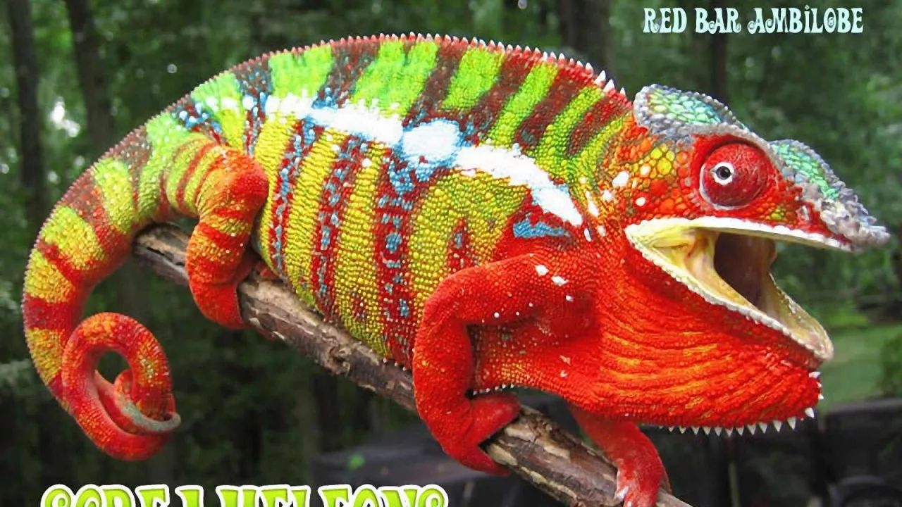 这是大自然最绚丽的色彩,可以彻底改变你对蜥蜴恶心的偏见