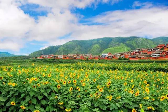 攀枝花人口_攀枝花图片花朵(2)