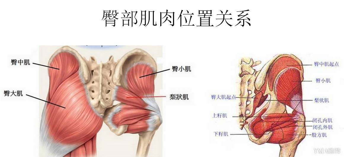 臀中肌&臀小肌基础解剖及功能 引起臀中肌&臀小肌损伤的原因 臀中肌&