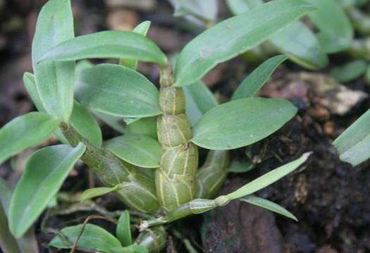 农地里这4种急救药草,第二种是治牙痛的"特效药"大家