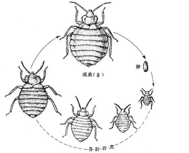 枕边的吸血鬼到底什么是臭虫