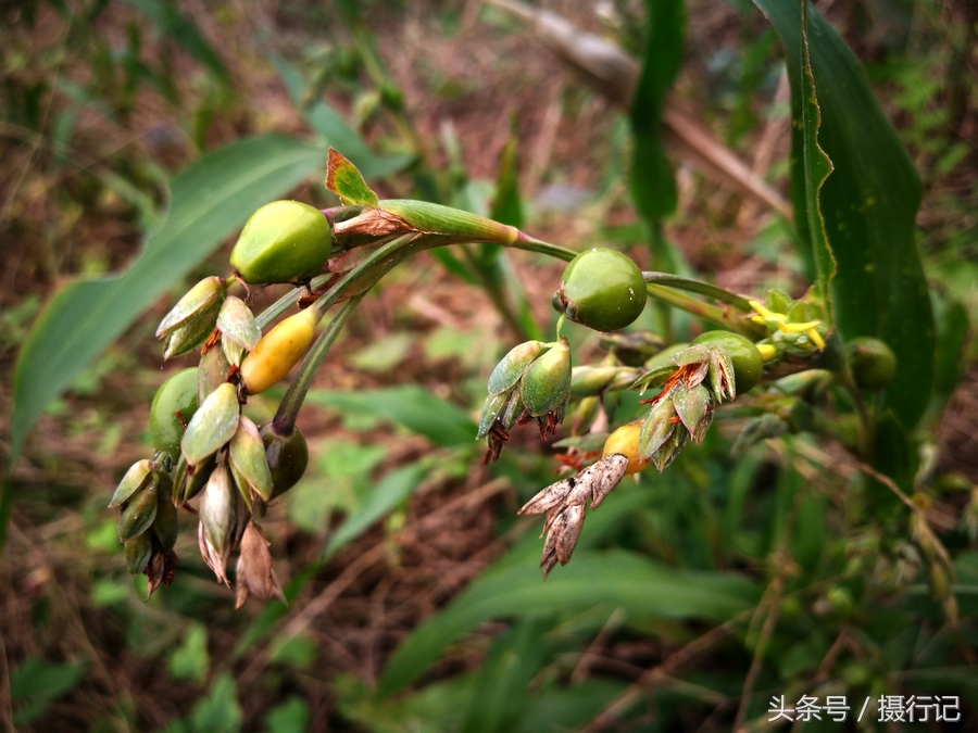 这果实有一个中文名叫"薏苡",别名为药玉米,水玉米,晚念珠,六谷迷,石