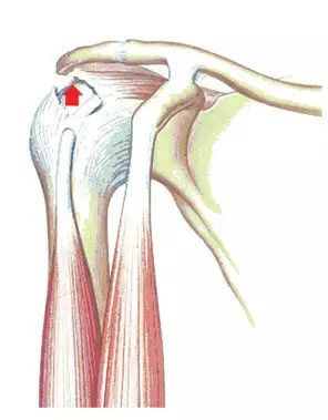上,后方,由冈上肌,冈下肌,小圆肌,肩胛下肌的肌腱组成,附着于肱骨大